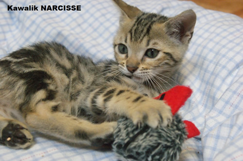 chaton bengal marbled